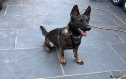 German Shepherd dogs for sale: 7 stunning kc reg working German shepherd pups - Image 21