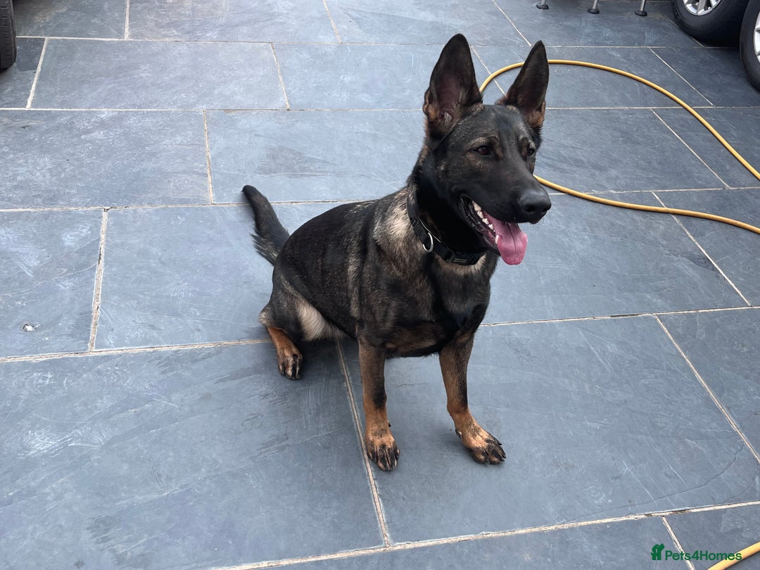 German Shepherd dogs for sale: 7 stunning kc reg working German shepherd pups - Image 21