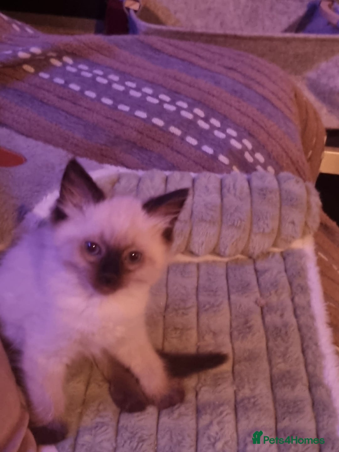 Ragdoll cats for sale: Chocolate-Point Ragdoll Kitten  - Advert 4