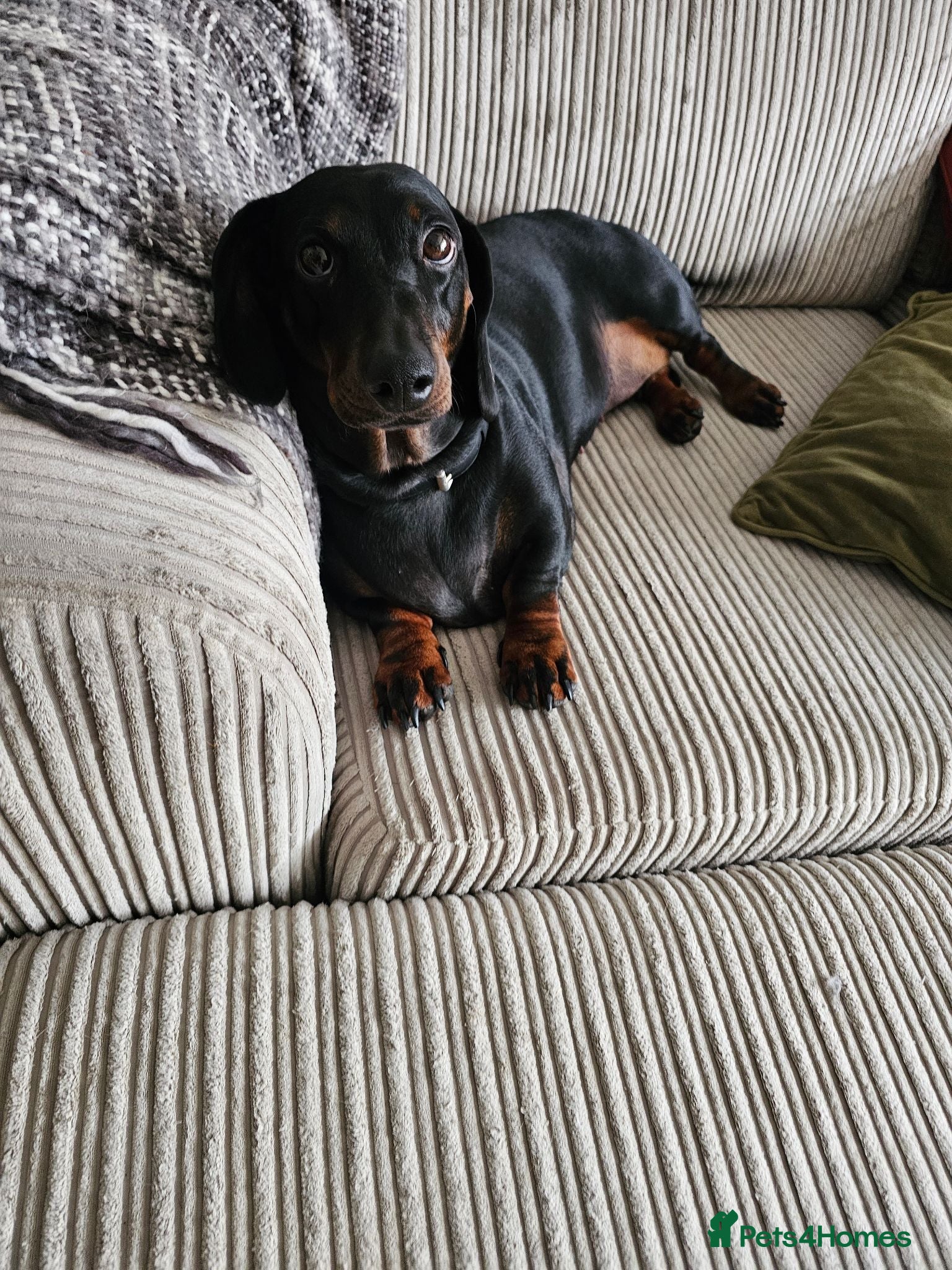 Dachshund dogs 4 year old spayed standard dachshund  - Advert 2