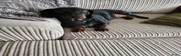 Dachshund dogs for sale: 4 year old spayed standard dachshund  - Advert 1
