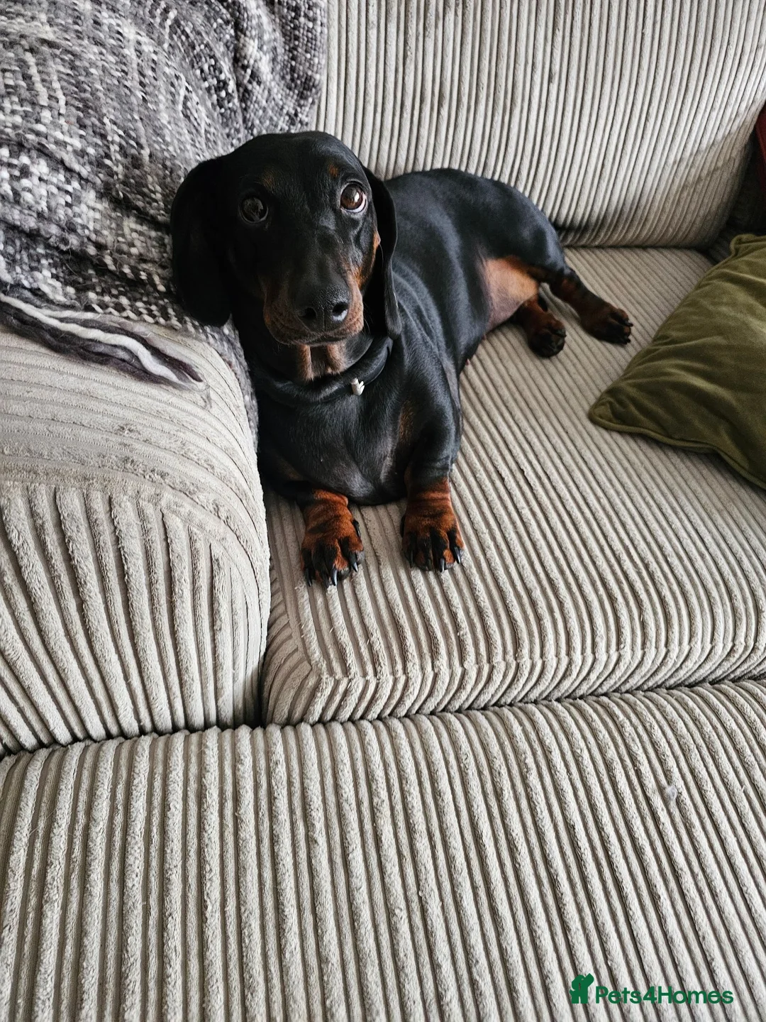 Dachshund dogs for sale: 4 year old spayed standard dachshund  - Advert 1