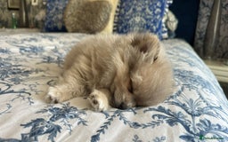 Pomchi dogs for sale: Puppy's 1&2 - Image 17
