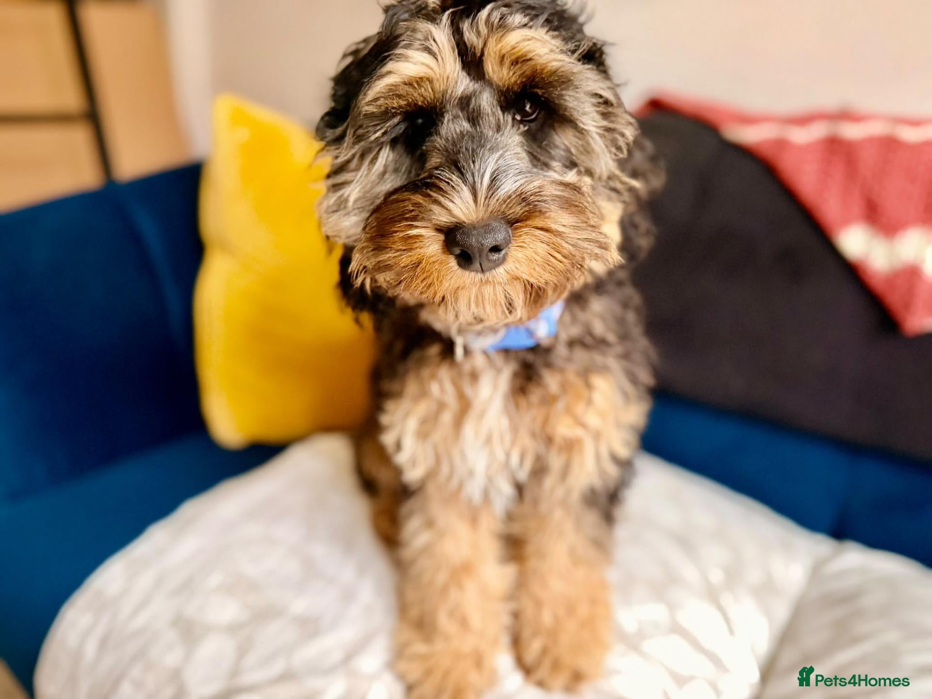 Cockapoo dogs Minature Cockapoo Zabka for Rehoming - Advert 3