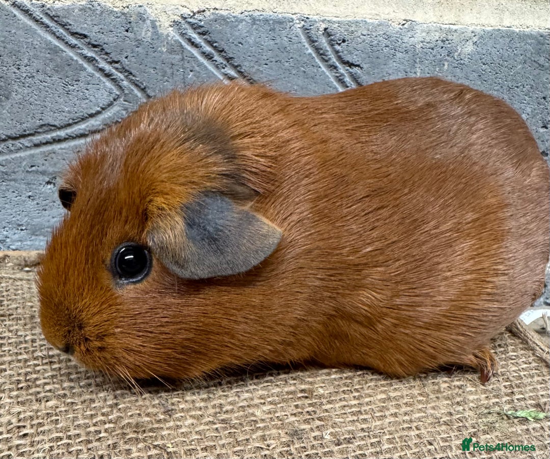 Guinea Pig rodents for sale: Young female guinea pig for sale - Image 3