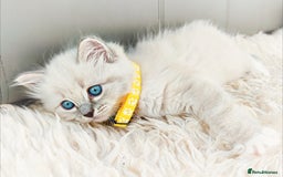 Ragdoll cats for sale: Gorgeous Snow Leocats: RagdollxSiberianxHimalayan! - Image 7