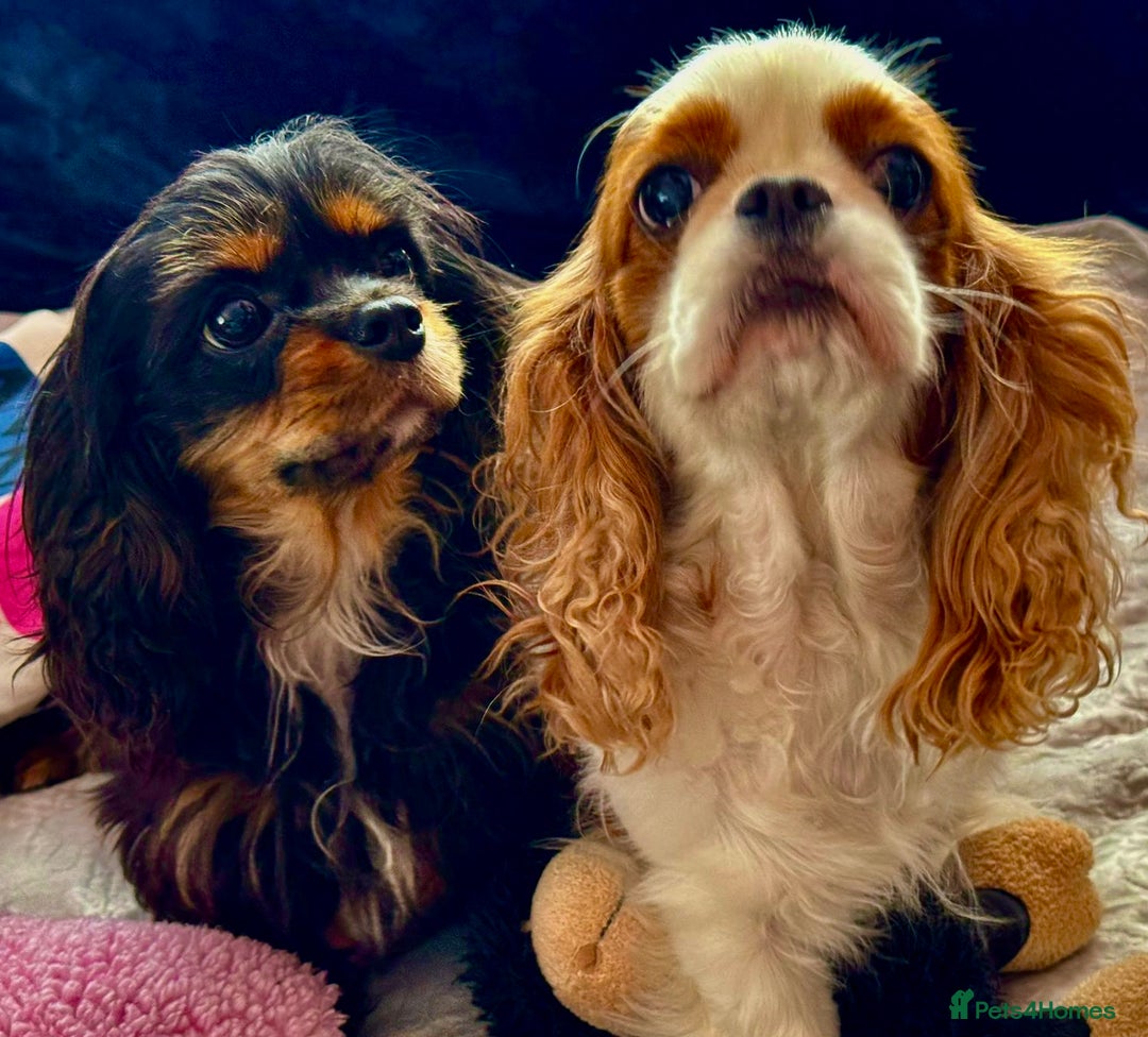 Cavalier King Charles Spaniel dogs for adoption: Button’s Story: From Despair to Love - Image 7