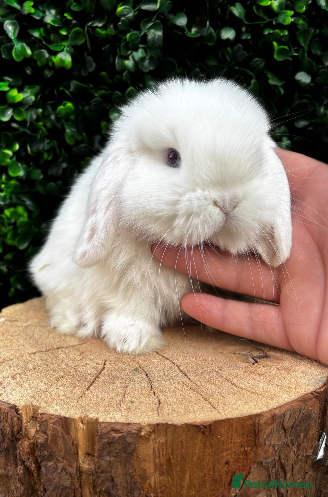 Mini Lop rabbits for sale: 🌟 PUREBRED MINI LOP BABIES 🌟 - Image 3