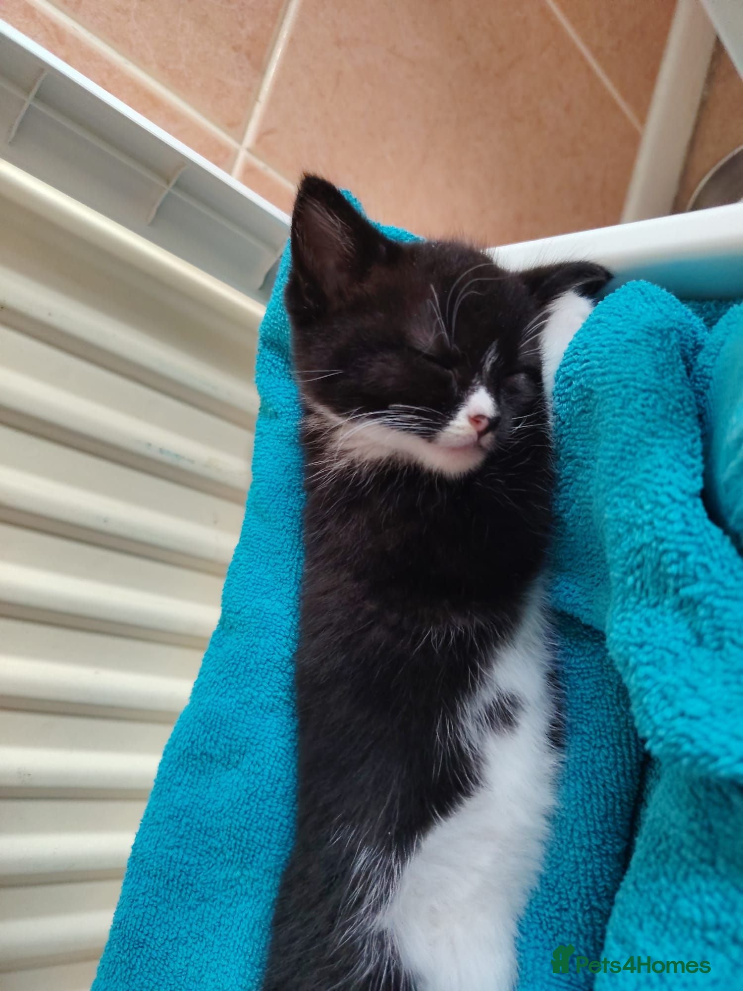 Mixed Breed cats Lovely crazy kittens - Advert 11