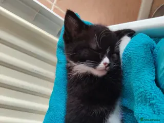 Mixed Breed cats Lovely crazy kittens - Advert 1