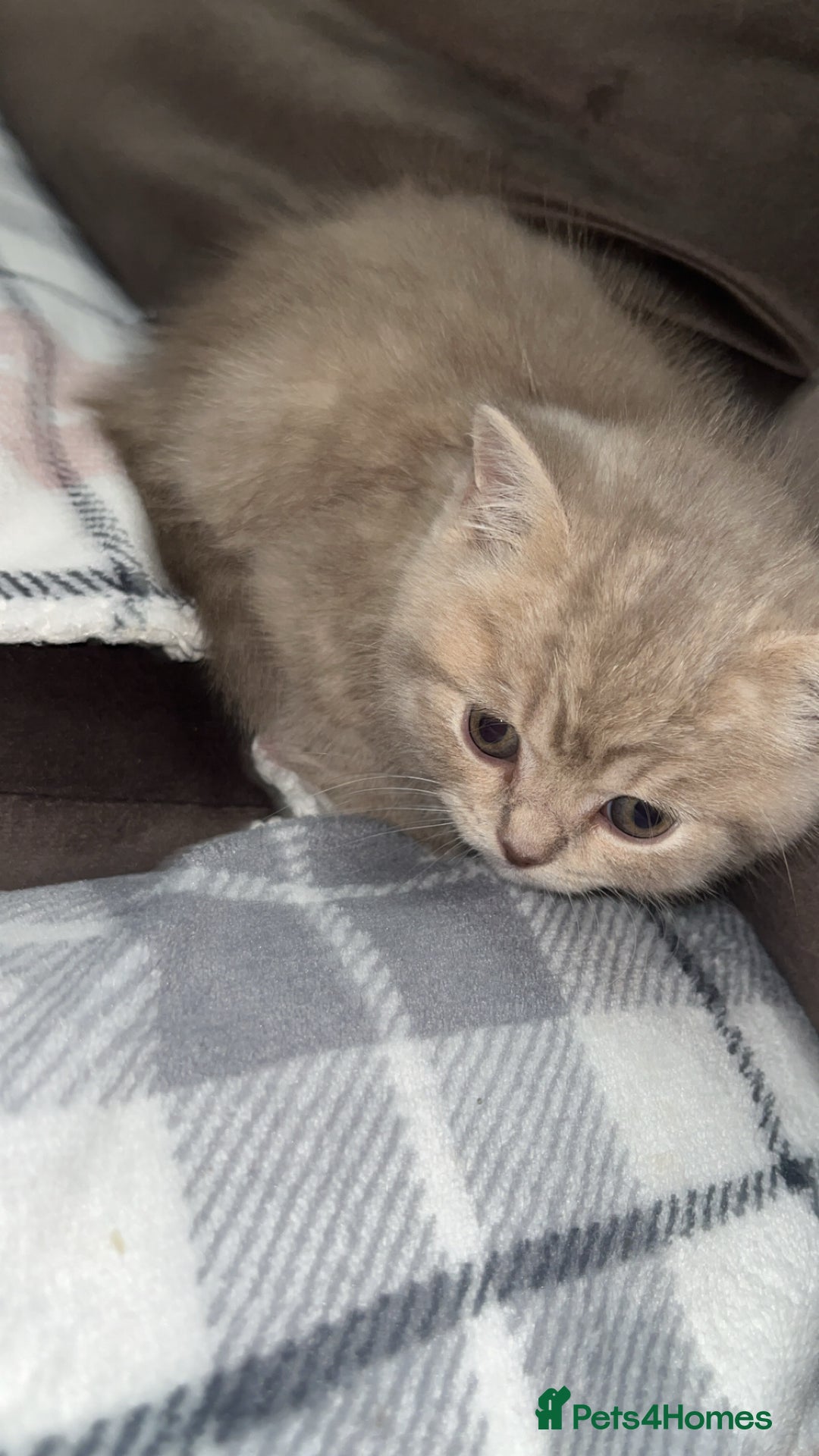 British Shorthair cats for sale: Beautiful bsh lilac kittens  - Image 5