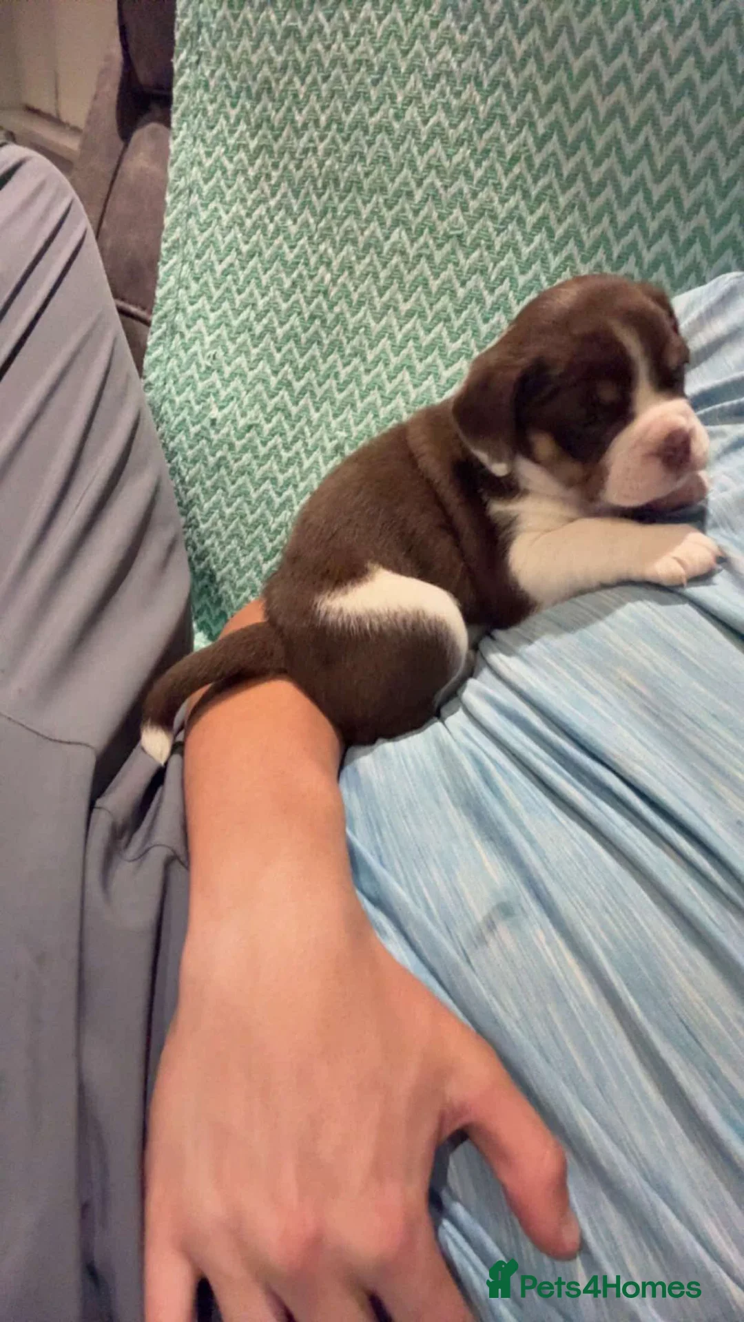 Mixed Breed dogs for sale: *REDUCED*Only 2 beautiful girl pups left - Advert 8