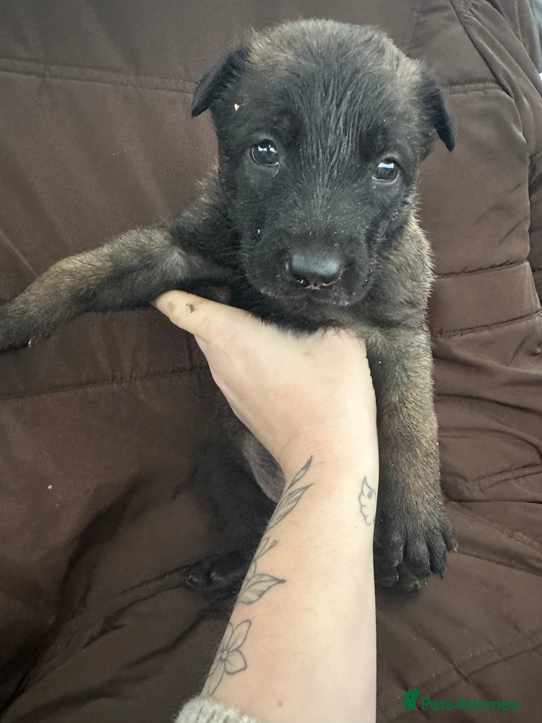 Mixed Breed dogs for sale: Dutch Herder Puppies  - Advert 19