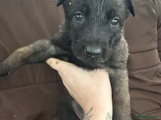 Mixed Breed dogs Dutch Herder Puppies - Advert 2