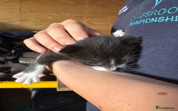 Mixed Breed cats for sale: Kittens  - Image 4