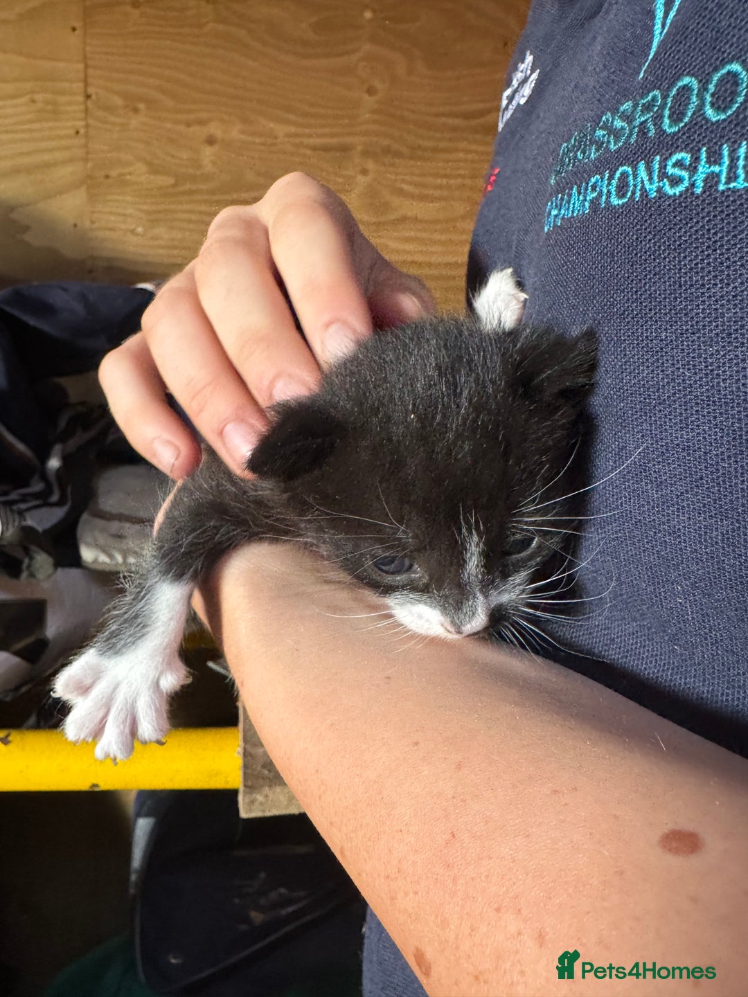 Mixed Breed cats for sale: Kittens  - Image 4