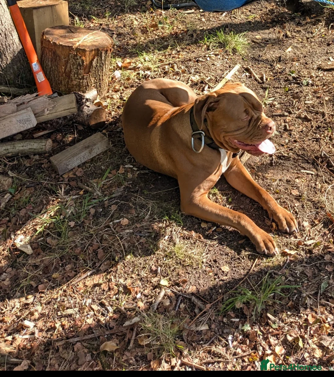 Mixed Breed dogs for sale: Rottweiler cross dogue de Bordeaux  - Advert 7