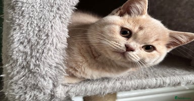 British Shorthair cats - Advert 1