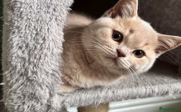 British Shorthair cats - Advert 2