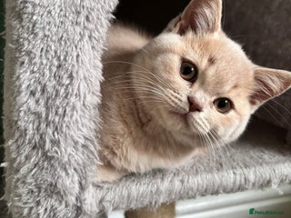 British Shorthair cats - Advert 30