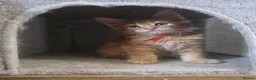Maine Coon cats for sale: Maine Coon Red Tabby Gingers - Advert 13