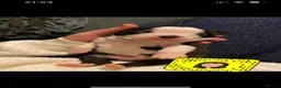 Boston Terrier dogs for stud: Mickey Mouse🐁proven kc (for stud) - Advert 6