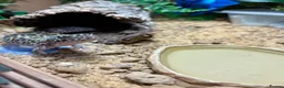 Leopard Gecko reptiles for sale: Mack snow leopard gecko  - Advert 6