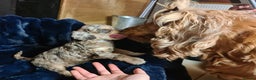 Cockapoo dogs for sale: Exceptional Cockapoo Puppies for Sale - Advert 30