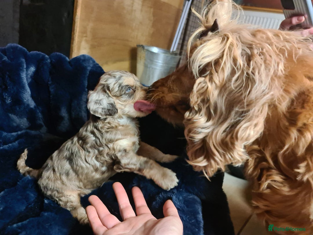 Cockapoo dogs for sale: Exceptional Cockapoo Puppies for Sale - Advert 30