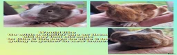 Guinea Pig rodents for sale: 3 handsome boys / ready 24th march 26 - Advert 7