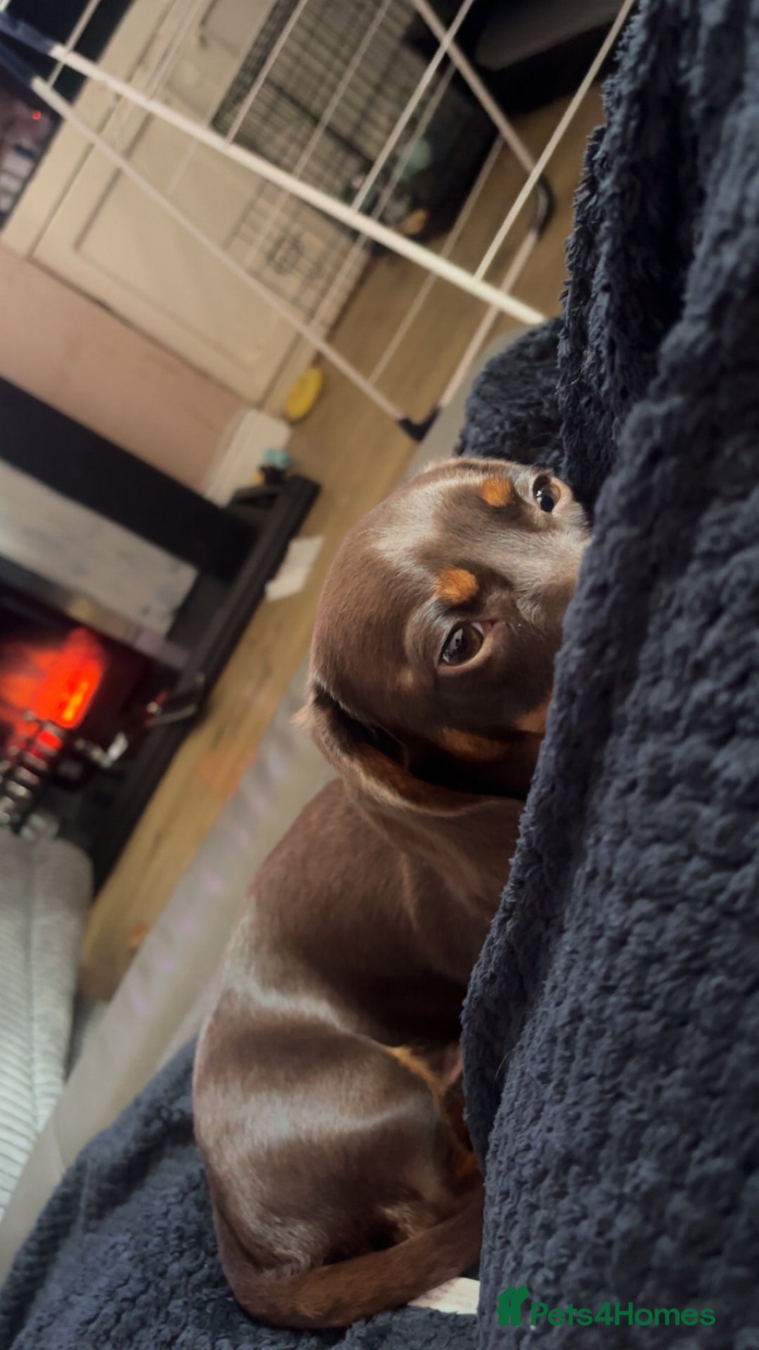 Miniature Dachshund dogs for sale: Miniature dachshund male Ozzy - Advert 2