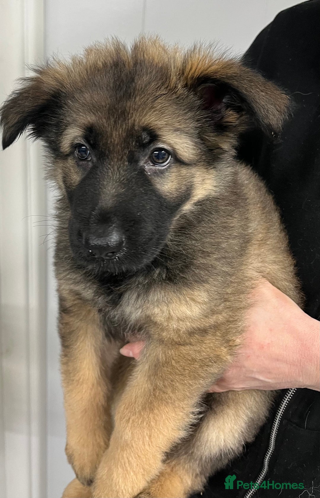German Shepherd dogs for sale: Gorgeous pure German Shepherd Puppies  - Advert 10