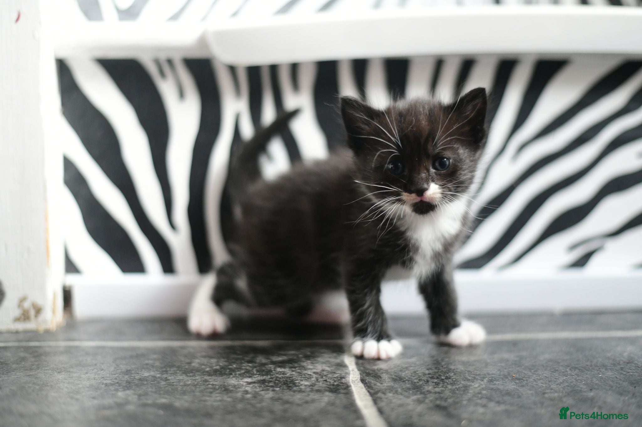 Munchkin cats Cute Tuxedo Kitten is looking 4 good home - Advert 6