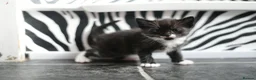 Munchkin cats for sale: Cute Tuxedo Kitten is looking 4 good home - Advert 1