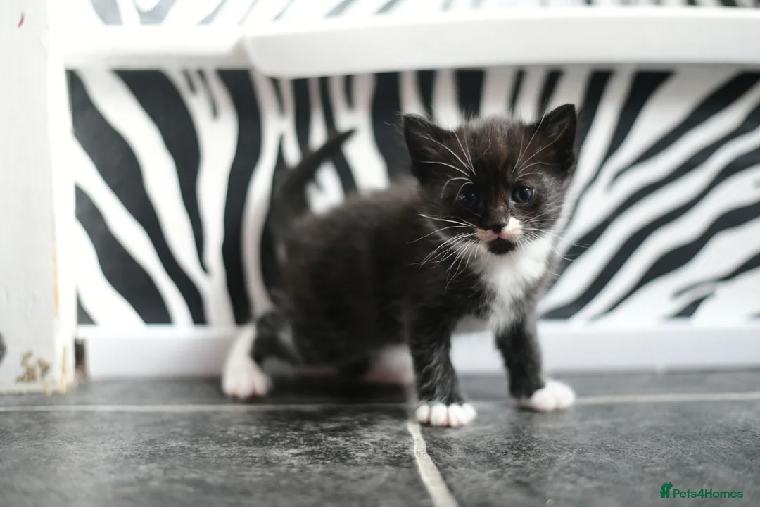 Munchkin cats for sale: Cute Tuxedo Kitten is looking 4 good home - Advert 1
