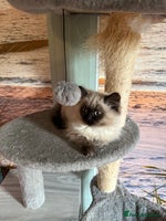 Persian cats - Advert 15