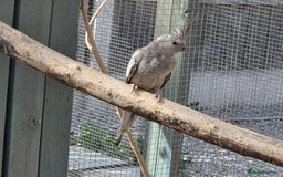 Cockatiels birds for sale: Stunning Young Silver Pearl Cockatiels For Sale - Image 6