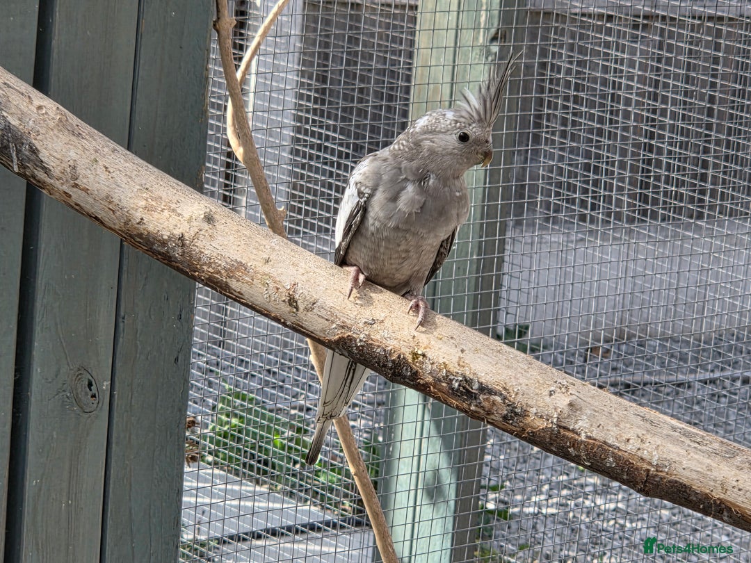 Cockatiels birds for sale: Stunning Young Silver Pearl Cockatiels For Sale - Image 6
