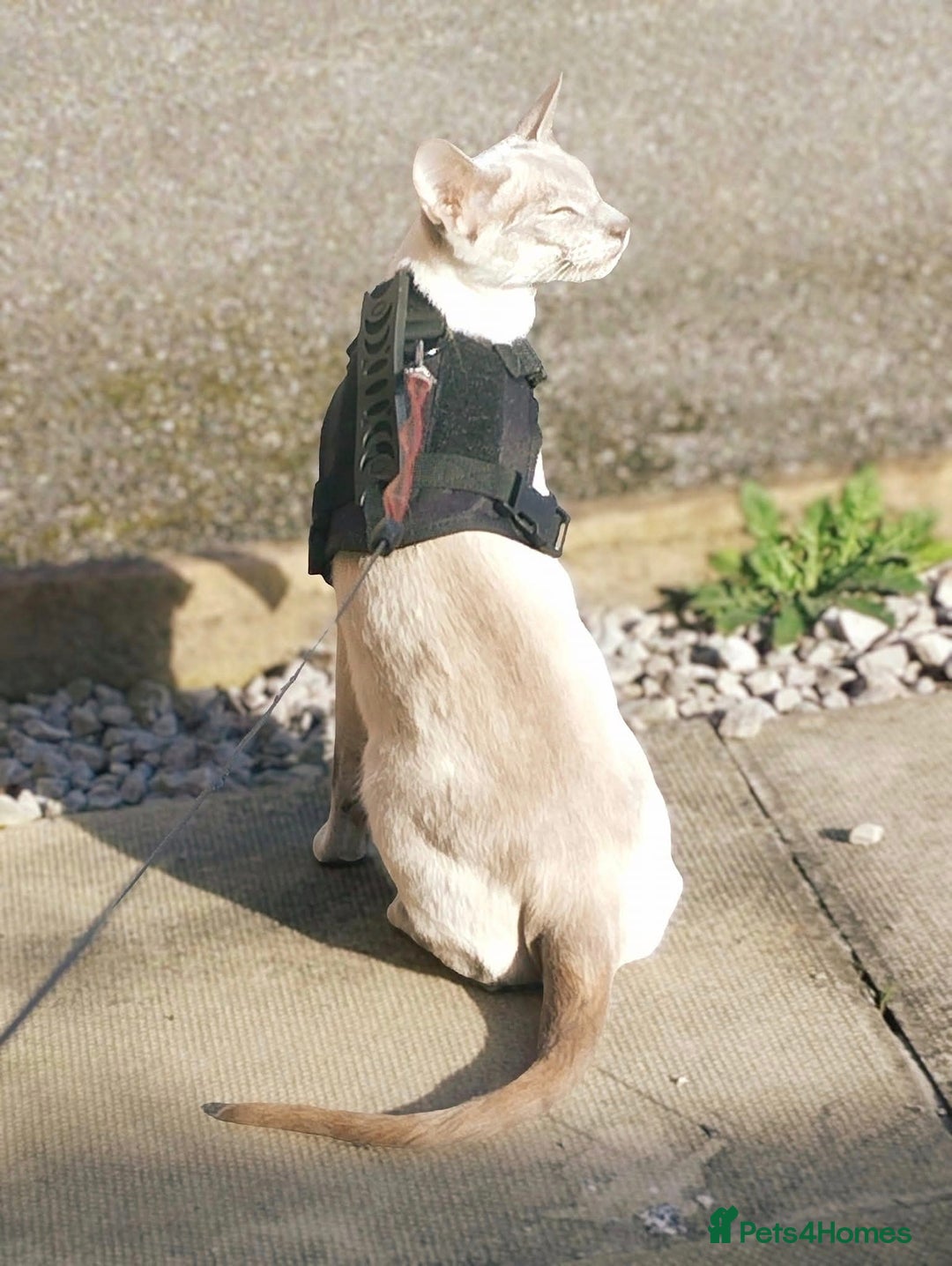 Siamese cats for sale: EXCEPTIONAL SNOW KITTENS WITH BRIGHT BLUE EYES - Advert 10