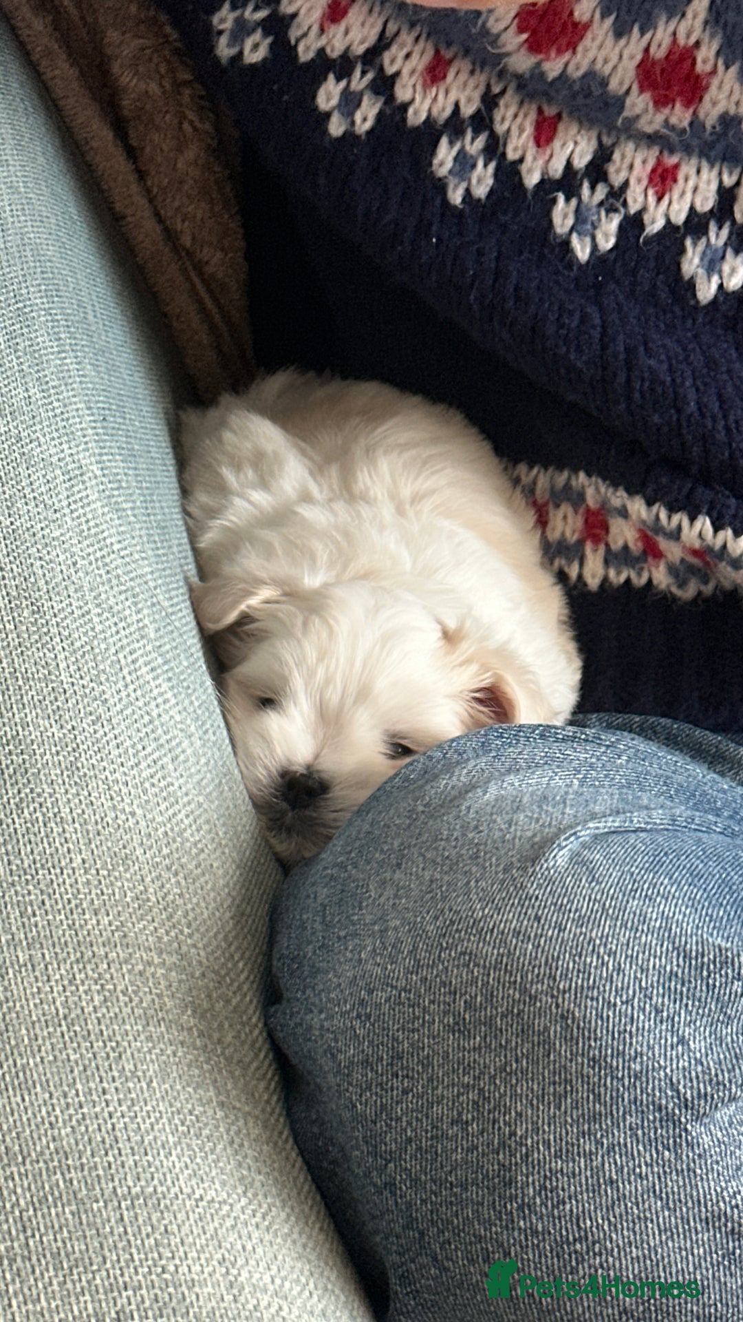 Maltese dogs for sale: London | Maltese Puppies Born on September 18th  - Image 3