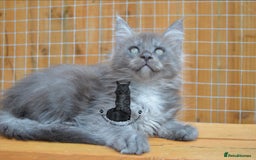 Maine Coon cats for sale: Maine coon kitten silver ticked girl TICA tested - Image 13
