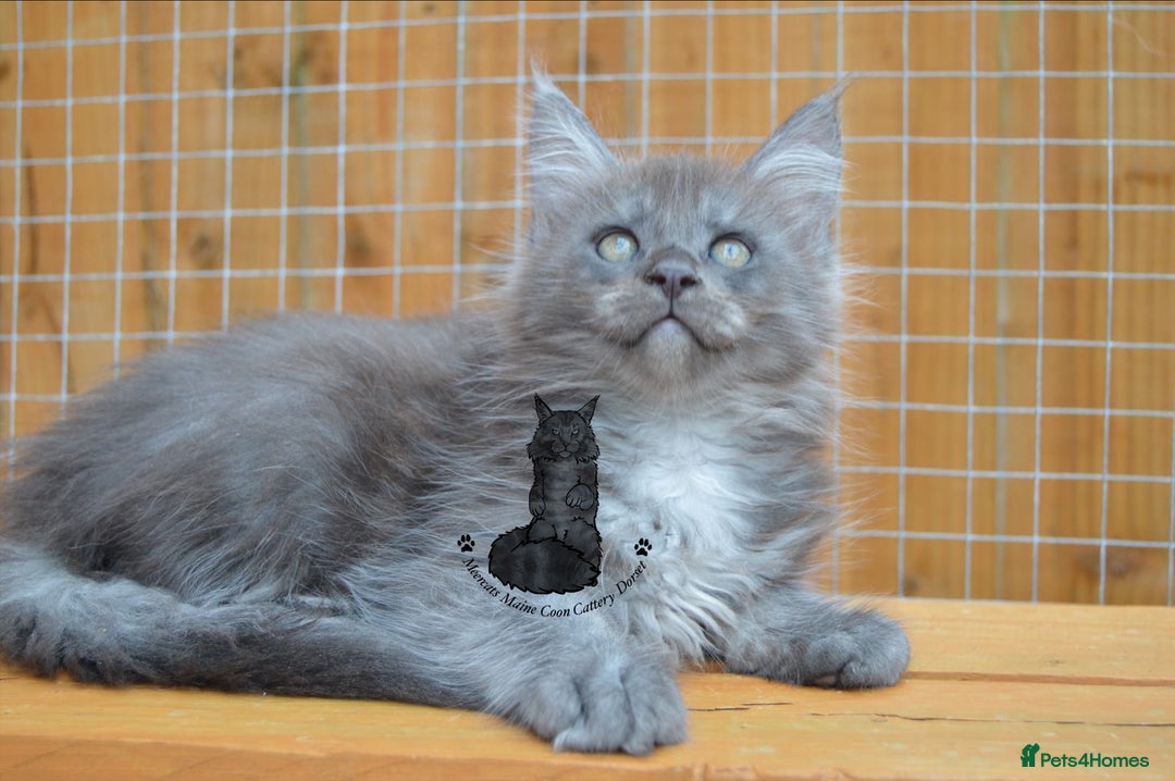 Maine Coon cats for sale: Maine coon kitten silver ticked girl TICA tested - Image 13