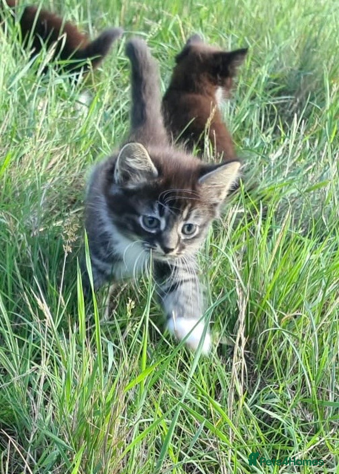 Siamese cats for sale: STUNNING FLUFFY LYNXPOINT CROSS KITTENS - Image 4