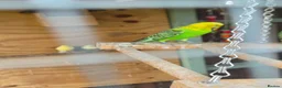 Mixed Breed birds for sale: Mixed birds for sale  in Worksop - Advert 3