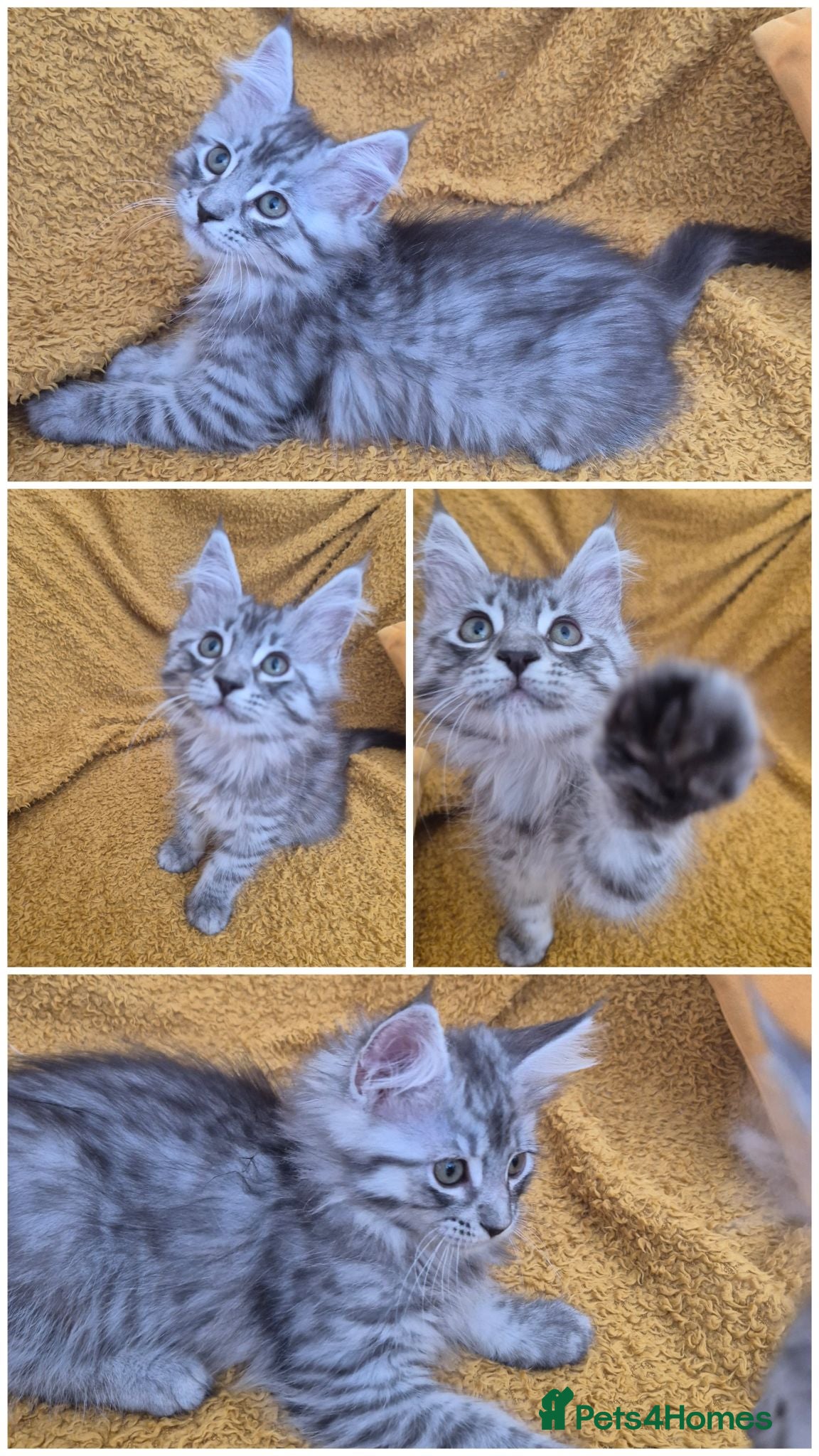 Maine Coon cats Gorgeous maine coon babies  - Advert 14