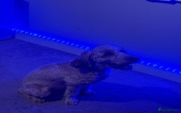 Cockapoo dogs for stud: stud dog - Image 4