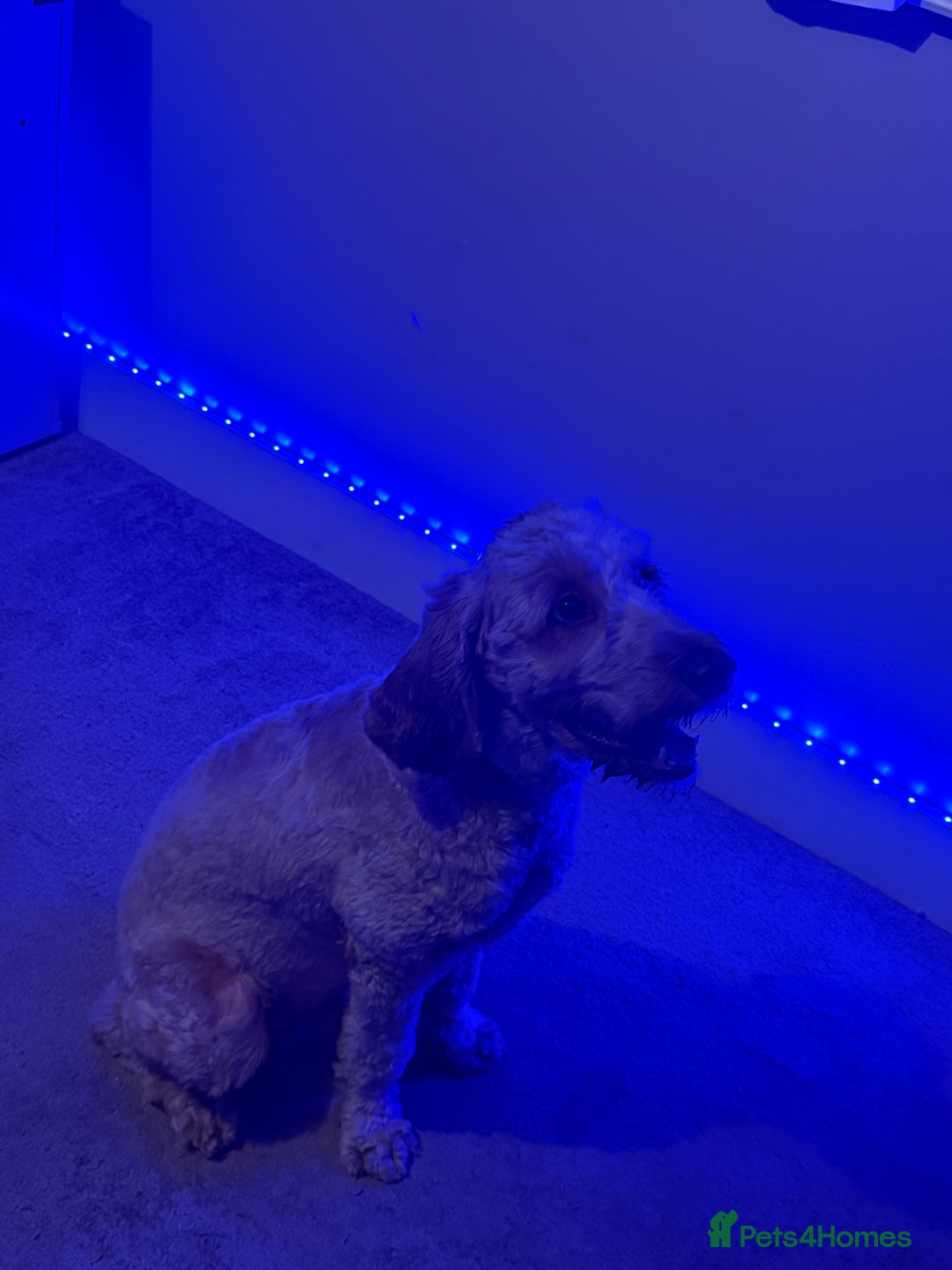 Cockapoo dogs for stud: stud dog - Image 4