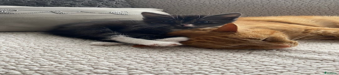 Mixed Breed Kitten 2