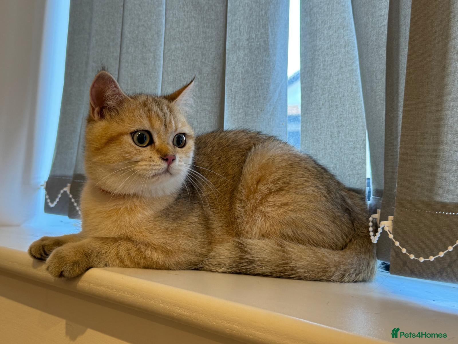 British Shorthair cats Smart Pedigree Golden British Shorthair Kitten   - Advert 2