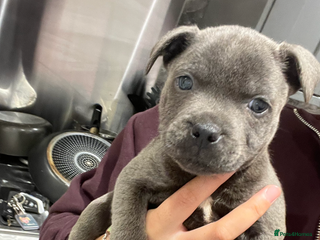 Staffordshire Bull Terrier dogs - Advert 19